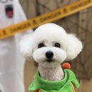 댕발란스 이미지