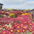 서산시, 제24회 서산국화축제 열린다!(서산태안신문) 이미지