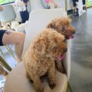루카의하루 | 대전애견카페 루카의 하루 방문후기 넓은 야외잔디 강아지풀장 있는 추천 공간!