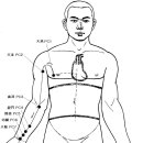 手厥陰心包經 (Pericardium Meridian, PC) 이미지