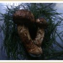 버섯의 황금 알 "송이버섯" (Tricholoma matsutake) 이미지