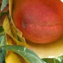 금광농장 이미지