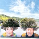 암태면, 하의면 도로변 무궁화길 조성사업 | 전남 신안 퍼플섬 한국관광지 100선 보라보라 가득한 곳 (기동삼거리벽화, 위치, 무료입장팁, 입장료...