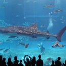 아쿠아리움 이미지