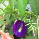 버터플라니 피(butterfly pea) 소개 이미지