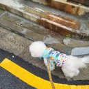 댕 그루밍 이미지