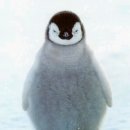 거울보는 강아지 이미지