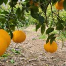 정안농장 이미지