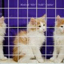 블루드라이어드 이미지