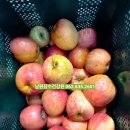 운봉건강원 | 남원시 운봉면에서 가져오신 사과 비트 당근으로 만든 진한 ABC 주스 착즙 후기!