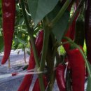 주니농장 이미지