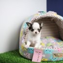 개냥이네 노원본점 이미지