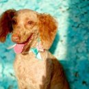 펫미리애견샵 이미지