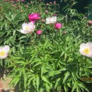 복주여자중학교 이미지