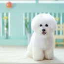 모찌애견샵 이미지