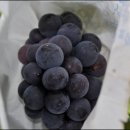 박종국 농장 이미지