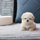 이즈펫 강아지분양 고양이분양 본점 이미지