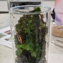 비단 | 식물101 인테리어 무드등 플랜트월 비단이끼 테라리움 키트 후기