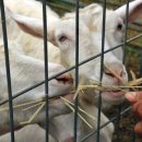 늘푸른사슴목장 이미지