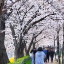 (주)버들주유소 | 실시간 10일 추가, 광주 벚꽃 유채꽃 지금이 젤 예쁜곳 광주천 산책길