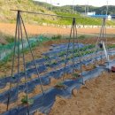 행정용 20 이미지