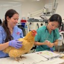 y동물병원 이미지