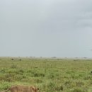 세렝게티 이미지