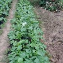 초롱농장 이미지