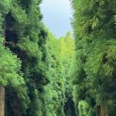 UR(공주시)-도시계획도로[유구외곽로]-상-8 | 유럽의 하와이 아조레스 탐험기 – 상 미겔 섬 1편, 렌트카 업체 추천, 폰타델가다 그리고 Sete Cidades