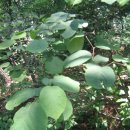 생강나무(Japannese Spice Bush)/효능/산후풍 치료 이미지
