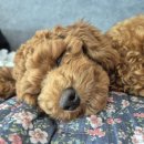 뽀송하개 이미지