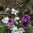 서울신기초등학교 이미지