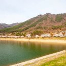 만연천 | "1.5km가 전부 벚꽃 터널" 입장료·주차비까지 0원인 '역대급' 호수 명소