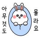 베리애견미용 이미지