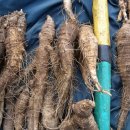 살구정이 이미지