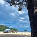 상판소나무숲 이미지