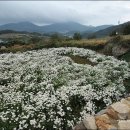 [가을여행/전라남도/청산도/슬로시티 가을의향기] 청산 섬 데이/슬로시티 첫번째 가을의 향기/ 청산도에 취하다. 이미지