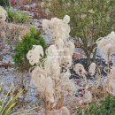 경춘선숲길(도깨비시장 앞) 이미지