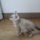 꼬맹이그루밍 이미지