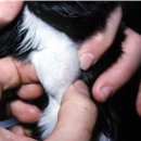 도곡 치유 동물병원 이미지