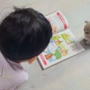 대전 고양이분양 퍼스트캣 대전점 이미지