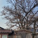 밤나무옻닭 이미지