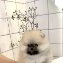 플랜멍 강아지분양&미용 대구 북구점 이미지