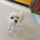 눈부시개 | 주안애견미용 눈이부시개에 맡긴후기