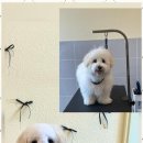 명지애견 이미지