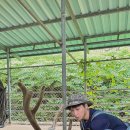 청록원 | 녹용진액 휘록 청록원 사슴농장 60봉, 건강 챙기는 보약으로 강력 추천!