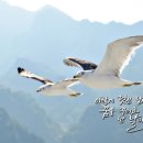 오리 날다 - 용인시 처인구 | 오리 날다