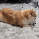 도그파우 이미지