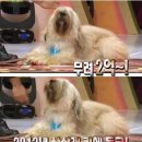개 최고 이미지