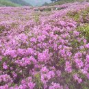 황매산 우중 산행 이미지